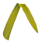 Abesinska gladijola