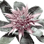 Aechmea