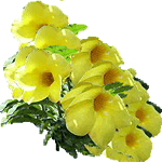 Alamanda
