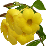 Alamanda