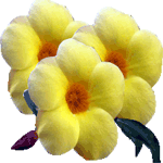 Alamanda