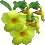 Alamanda