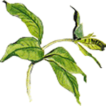 Alamanda