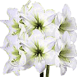 Amarilis