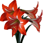Amarilis
