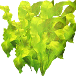 Aponogeton