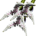 Aponogeton