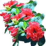Azaleja