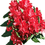 Azaleja