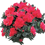 Azaleja