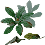 Azaleja