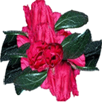 Azaleja