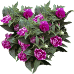 Balzamina