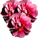 Balzamina