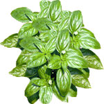 Bazilika