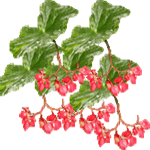 Begonia corallina