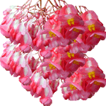 Begonia corallina
