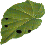 Begonia corallina