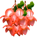Begonia corallina