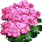 Begonia lorraine
