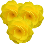 Begonia lorraine