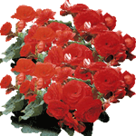 Begonia lorraine
