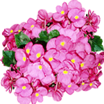 Begonia lorraine