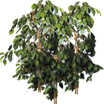 Benjaminovec