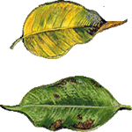 Benjaminovec