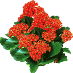 Blossfeldova kalanhoja