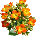 Blossfeldova kalanhoja