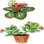 Blossfeldova kalanhoja