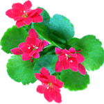 Blossfeldova kalanhoja