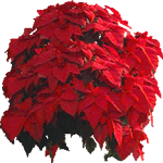 Božičnica