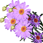 Brachycome