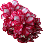Bršljanasta pelargonija