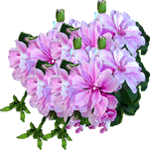 Bršljanasta pelargonija