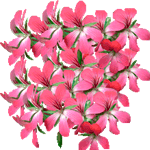 Bršljanasta pelargonija