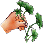Bršljanasta pelargonija