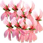 Bršljanasta pelargonija
