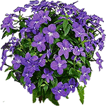 Brunfelsia