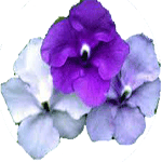 Brunfelsia
