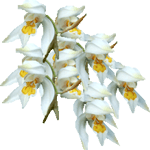 Celogina
