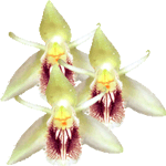 Celogina