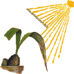 Celogina