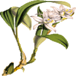 Celogina