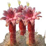 Celzijev oreocerej