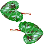 Ciklama