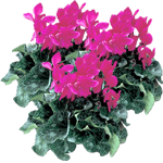 Ciklama