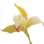 Cimbidij